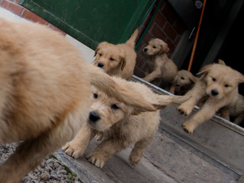 What is true of the Labrador Retriever also tends to be the same for their close cousin the Golden Retriever. These boisterous buddies may manage to look sad when they are begging for food, but the silly grin will be back soon.