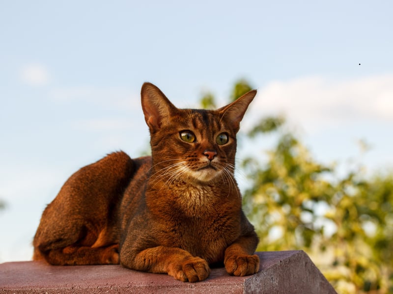 The Abyssinian is an interesting type of velcro cat in that they're really not into prolonged cuddling but will be fascinated by everything you do - never taking those beautiful eyes of theirs off you for a second. They really aren't ones for being left alone for long.