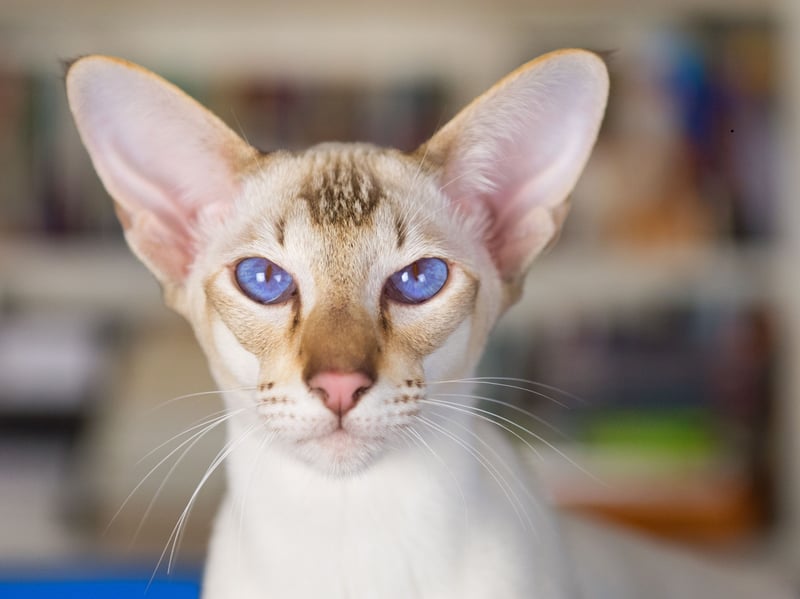 Closely related to the Siamese, Oriental Shorthairs are equally person-focused and will become happy if they don't get plenty of human interaction and companionship.