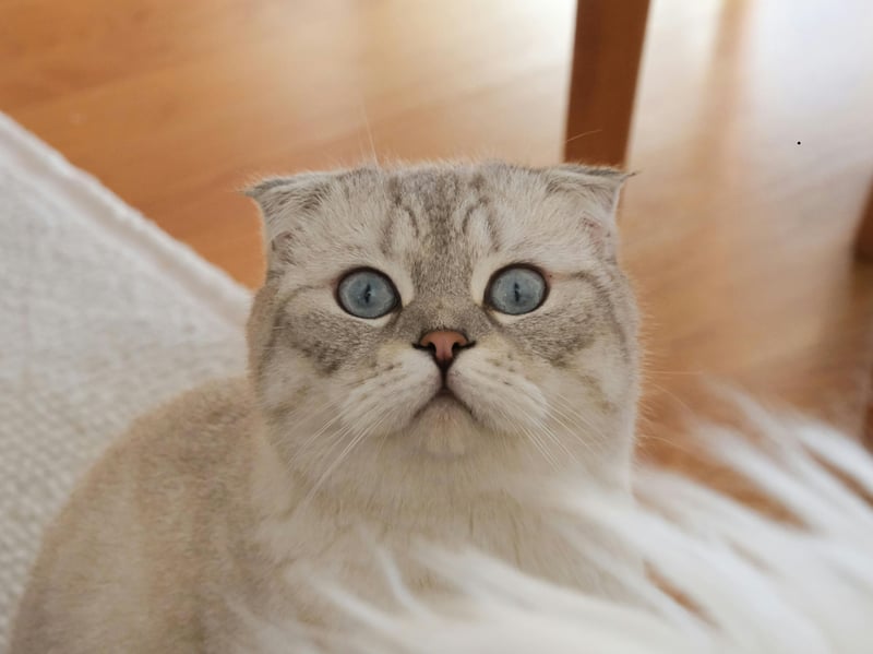 The Scottish Fold loves routine - and in particular your routine. They'll shadow you when you go about your daily business and often seem to know what you're about to do before you do. They'll rarely be in a different room than their owner.