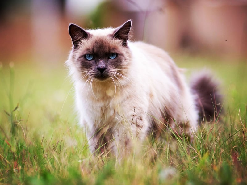 Loyal to a fault, you'll know you have a Birman because every time you turn around the cat will be there, looking at you with utter love. These cats can be nearly dog-like in the way they will rush to the door to greet you when you've been out.