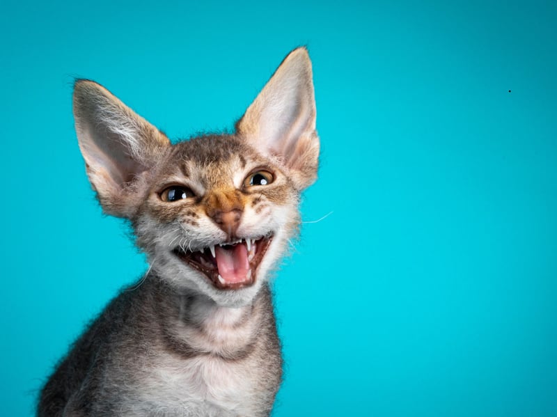 LaPerms are generally affectionate, gentle and strongly interested in their people. They often enjoy laps and cuddles, follow family members around and seek physical contact without being overwhelmingly demanding.