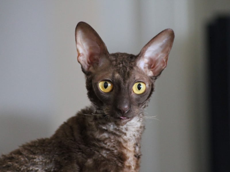 If your breed of cat has the word 'Rex' in its name then it's one of the kings of the velcro cats. The Cornish Rex is another case in point, padding around after you then swiftly hopping on top of you the moment you sit down.