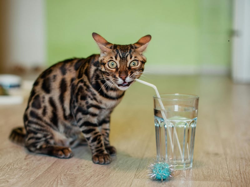Bengals are highly intelligent, active and interactive. Their version of affection often involves following owners, playing games and demanding engagement rather than quietly sitting on a lap for hours.