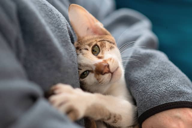 Some cats just can't get close enough to their beloved owners.
