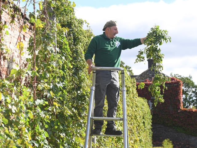 Nicholson harvests the hops.
