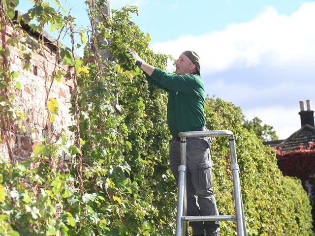 On Wednesday, Northern Monk Brewery and Harewood House worked together, marshalling a team of volunteers for a hop pick in Harewood's historic Walled Garden.