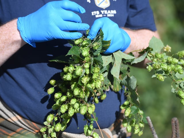 The hops being picked by volunteers.