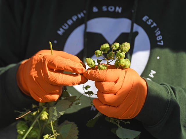 The hops are used to produce a special edition of green hop collaboration beer from Northern Monk and The Harewood Food & Drink Project.