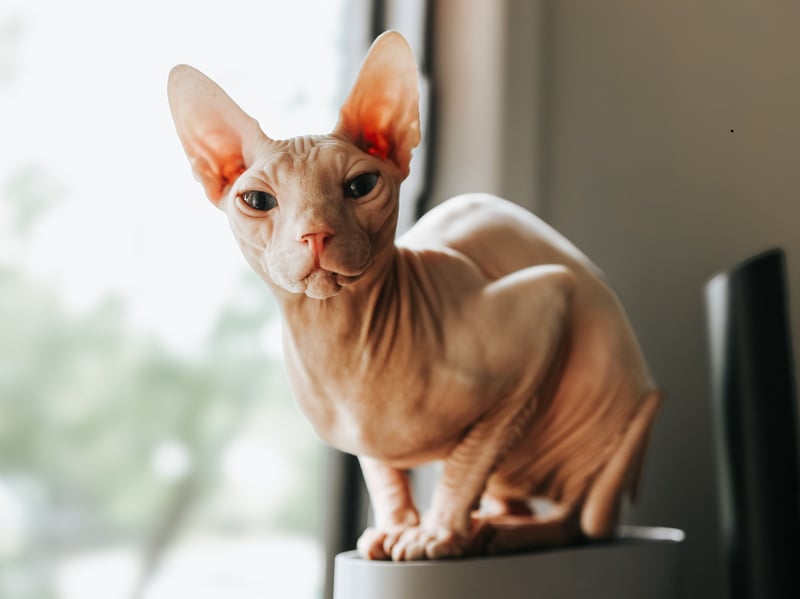 OK, so the Sphynx's lack of hair means that it often cuddles up just to warm up, but these cats are also very affectionate and adore human company. 