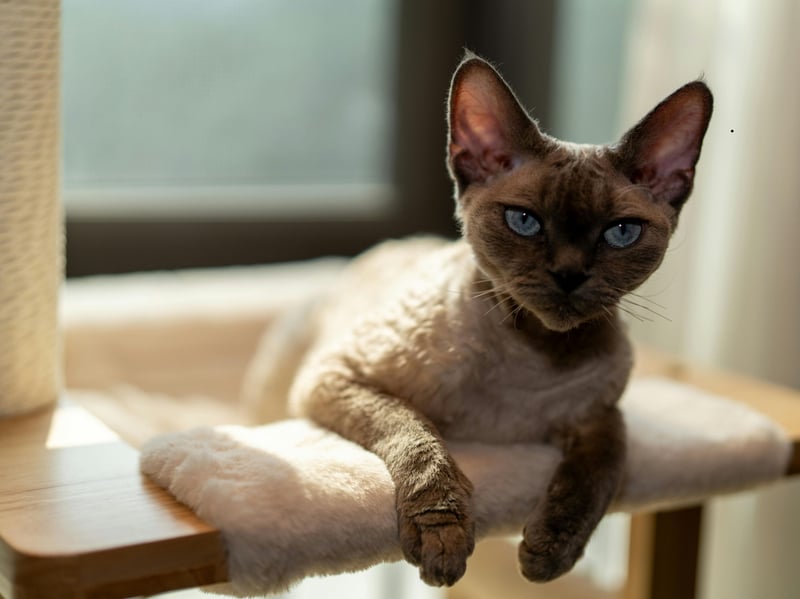 Don't be surprised if your Devon Rex joins you under the covers in bed - that's just one of the places they will venture to make sure they're with you all day, every day.