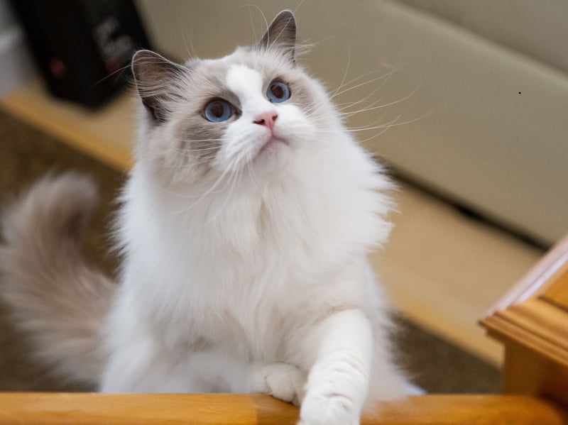 Adorable Ragdoll cats are famously devoted to their owners, following them from room to room (even if that room happens to be the toilet). They just love to cuddle up and be as close to you as possible - a classic velcro cat.
