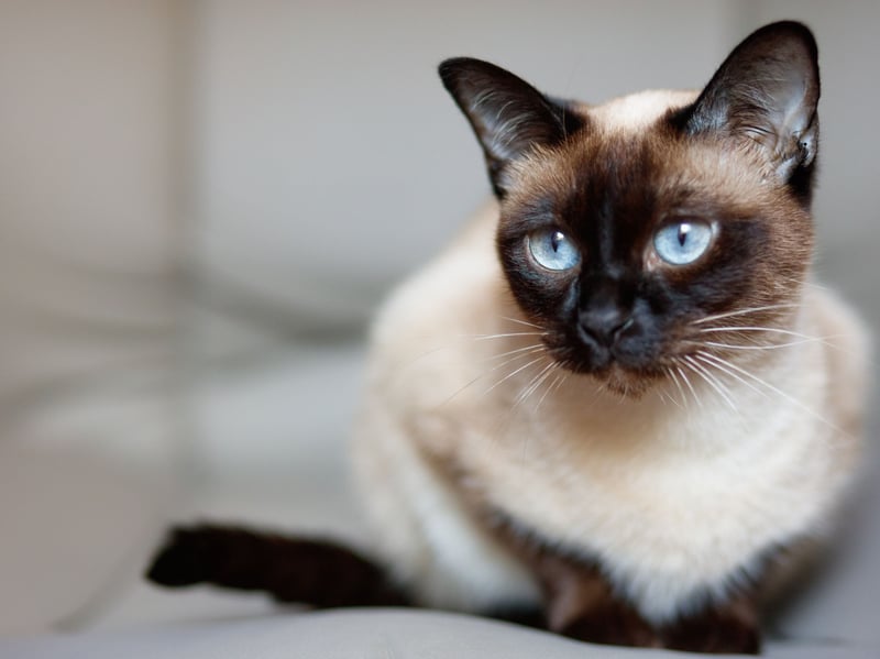 Siamese cats just aren't cut out to be loners. Not only do they like sticking to their owners whenever possible, they are also highly vocal so enjoy chatting away nonstop. This breed creates a very close bond with their beloved human.