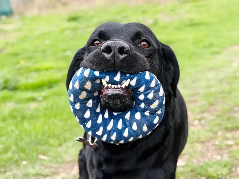 Will is a sweet, high-energy 7-year-old Labrador Cross who greets everyone with wiggles and a wagging tail. He loves playing with squeaky toys, learns quickly, and needs an active, adult-only home where he can be the sole pet.