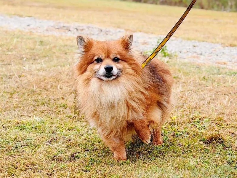 Karl is a beautiful 7-year-old Pomeranian Crossbreed who is making great progress after a difficult start in life. Naturally nervous around new faces and places, he needs a patient, understanding home where his loving nature can safely shine.