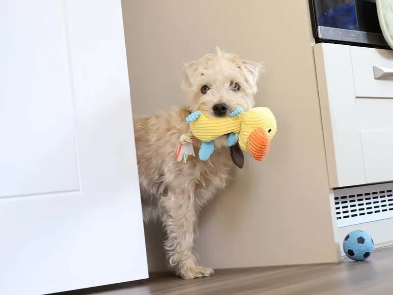 Teddy is a sweet 7-year-old Terrier Crossbreed searching for a calm, quiet home with a secure garden. Anxious in new environments, he needs attentive owners who are around often to help build his confidence and routine.
