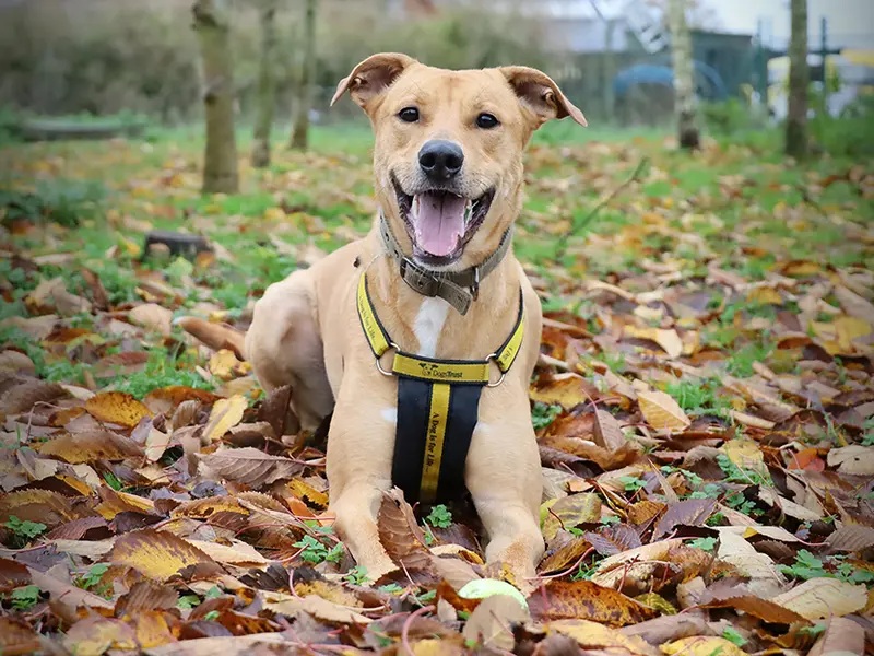 Nuche is a smart, playful 3-year-old Lurcher cross who can be initially shy before showing his snuggly side. Fully house-trained, he makes friends on walks but must be the only pet in a calm, adult-only home with a steady routine.