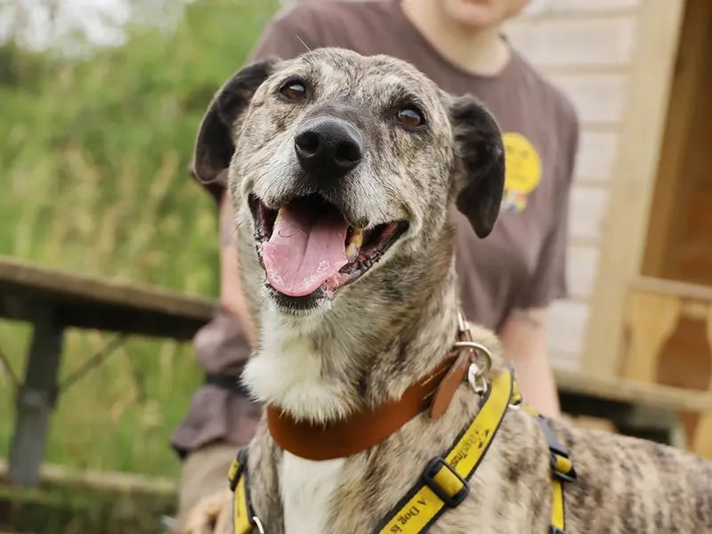 Gino is an affectionate 4-year-old Lurcher who loves adventures, meeting new people, and receiving belly rubs. Full of bounce and zest for life, he will make a wonderful companion for adopters happy to support his ongoing socialisation with other dogs.