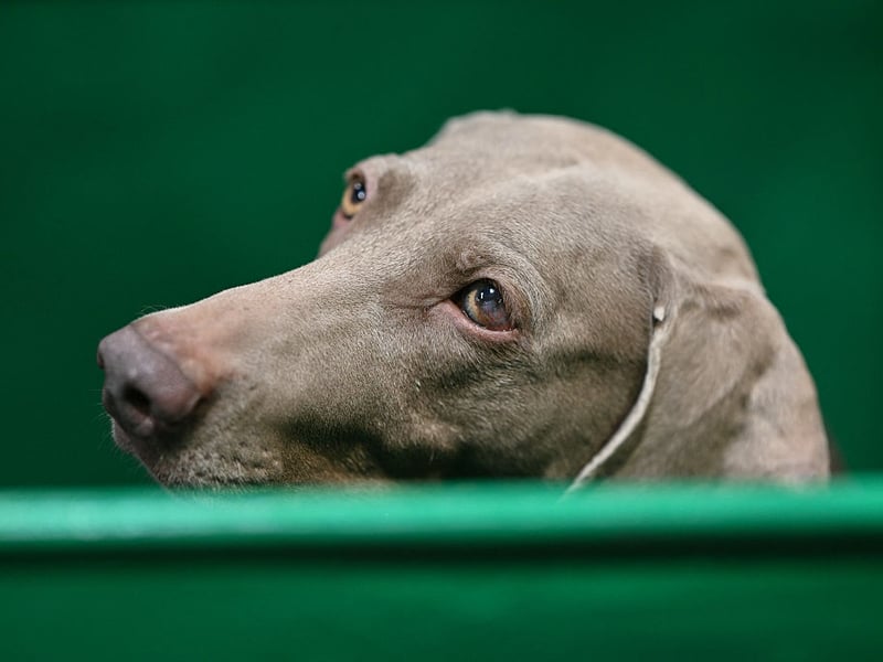 Weimaraners often become devoted shadows, following owners from room to room. Their affectionate, energetic personalities crave involvement, attention, exercise, and companionship, making solitude particularly difficult for many individuals.