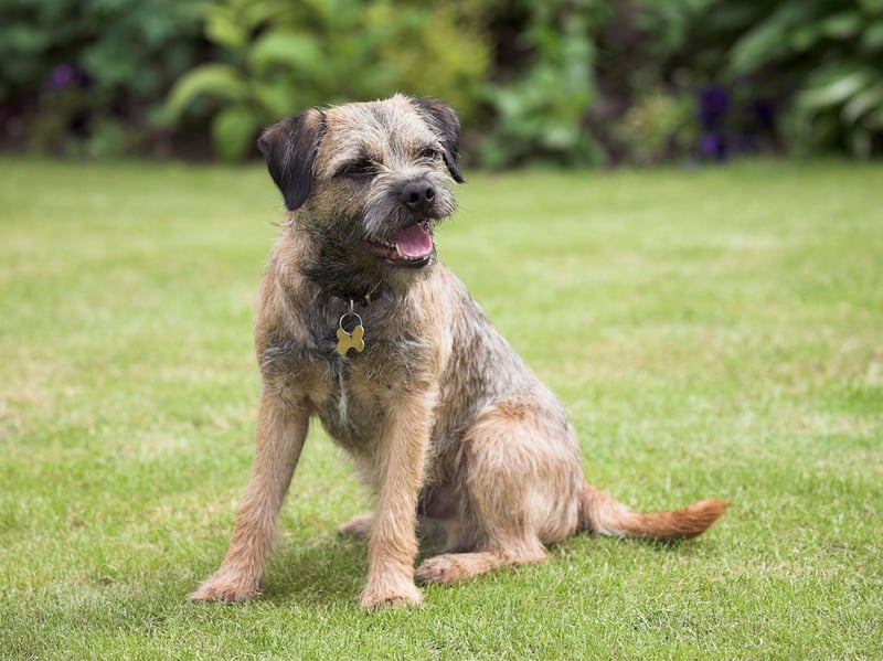 Named after the border between England and Scotland where they were first bred, the Border Terrier was first recognised by the UK Kennel Club in 1920. They were originally used to hunt foxes.