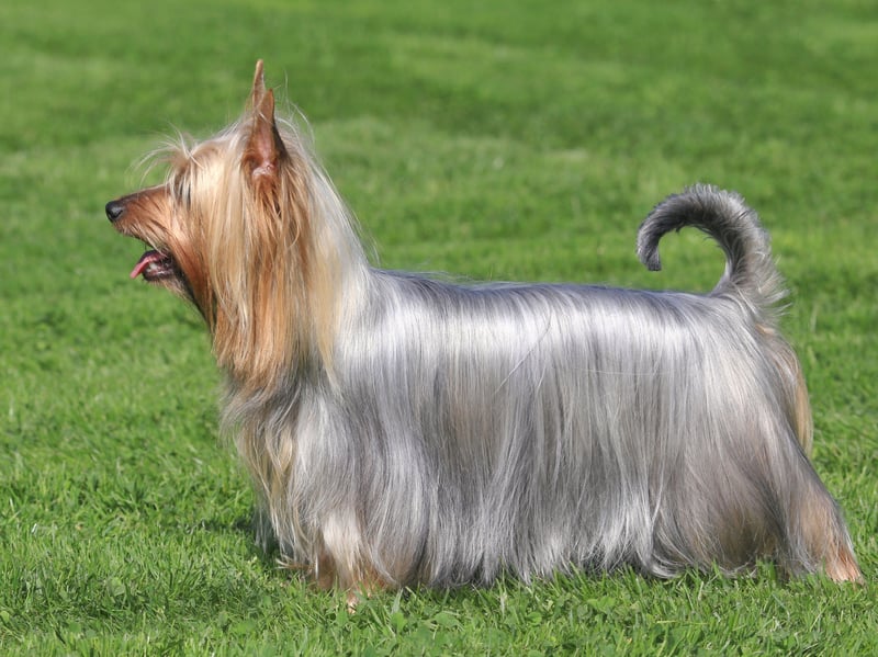 Developed in Australia from a mix of the Australian Terrier and the Yorkshire Terrier, the Australian Silky Terrier was originally called the Sydney Silky.