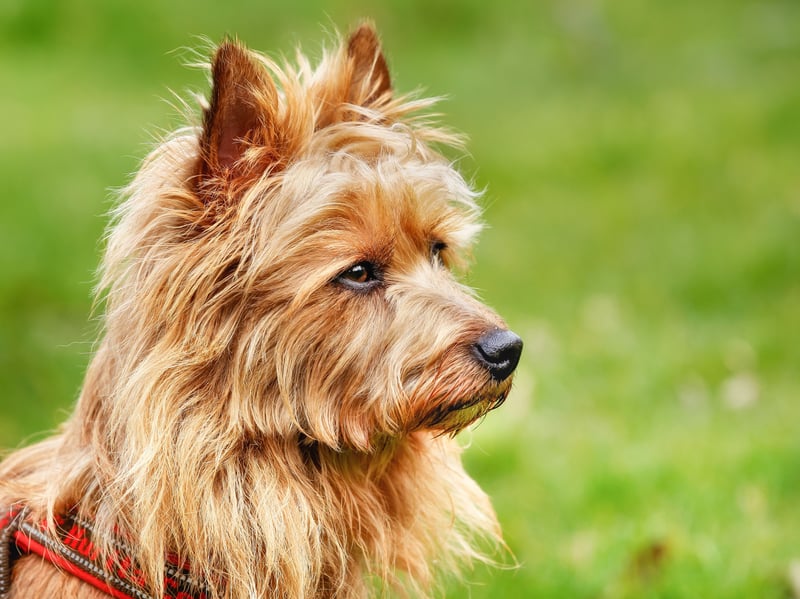 Developed in Australia in the early 19th century, the Australian Terrier was first bred from rough coated terriers imported from Great Britain. They were kept to eradicate mice and rats.