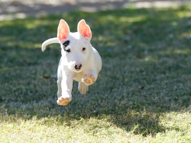 Bred in the first half of the 19th century in England by combining Bulldog and Terrier, the Bull Terrier was used to hunt vermin and in long-outlawed bloodsports.