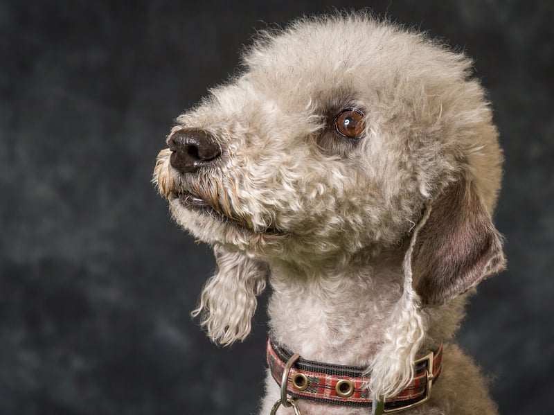 Named after the North East England mining town of Bedlinton, the Bedlington Terrier was originally known as the Rodbury Terrier and dates back as far as the 18th century. Initially used to hunt, they have also been used in dog racing and other sports.