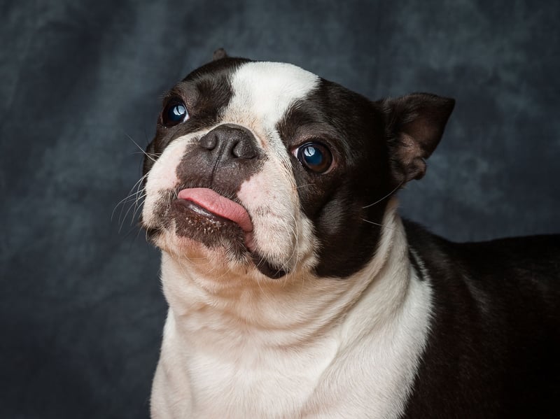 Nicknamed the 'American Gentleman' the Boston Terrier takes its name from the US city where it was first bred. Robert C. Hooper originated the breed in 1875 and all modern Boston Terriers are related to his dog, called Judge.