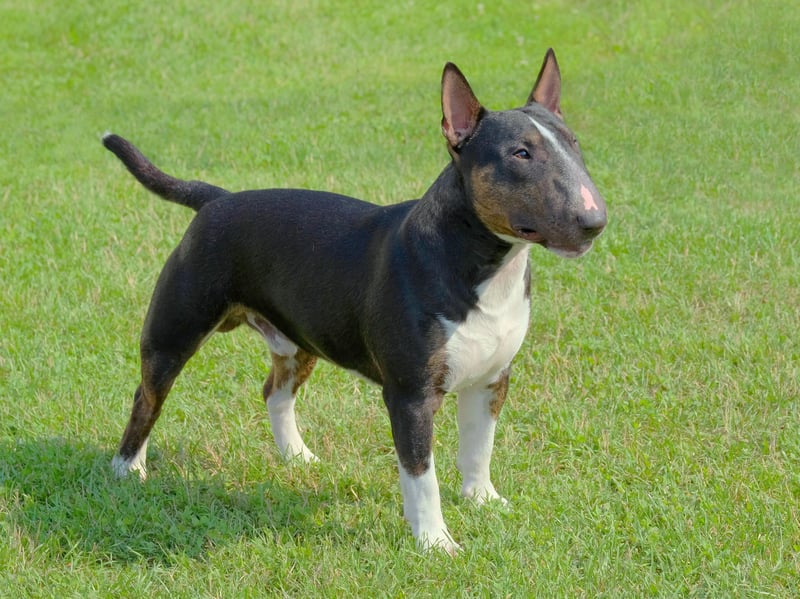 First documented in 1872, the Miniature Bull Terrier - as the name suggests - is simply a smaller version of the Bull Terrier. To keep the breeds distinct the Kennel Club have strict rules concerning interbreeding. 
