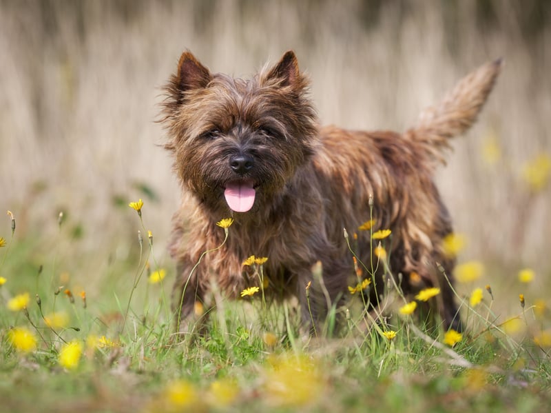 One of several terriers that originated in Scotland, the Cairn Terrier was named after its job of hunting animals between the mountain cairns of the Scottish Highlands - particularly on the Isle of Skye. It became recognised as a distinct breed in the early 20th century. 
