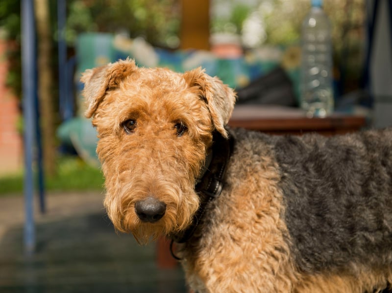Known at the 'King of Terriers' as it is the largest breed of terrier, the Airedale Terrier was first bred in the valley around the River Aire, in the West Riding of Yorkshire. It was originally used as a farm and hunting dog.