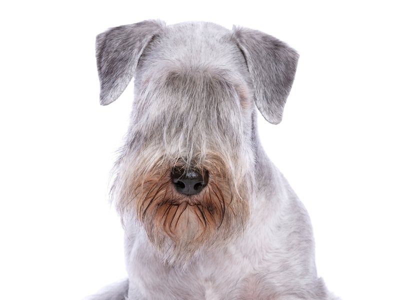 Also known as the Bohemian Terrier, the Cesky Terrier originated in the former country of Czechoslovakia. It is a cross between Sealyham Terrier and a Scottish Terrier.