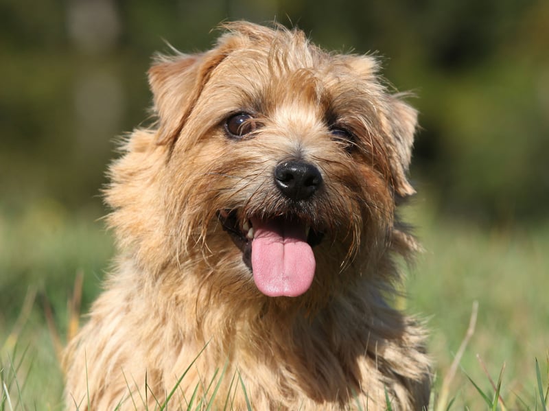 First bred in the 1880s, the Norfolk Terrier was originally called the Cantab Terrier - due to the fashion of students keeping them at Cambridge University. Closely related to the Norwich Terrier, the breeds were only officially recognised as being distinct in 1979.