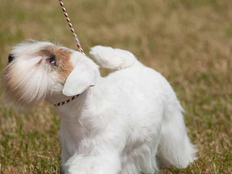 A rare Welsh breed developed in the 19th century by Captain John Edwardes at Sealyham House, in Pembrokeshire, the Sealyham Terrier is now facing extinction - a far cry from its glory days after the First World War when it was associated with Hollywood stars and the British Royal Family.
