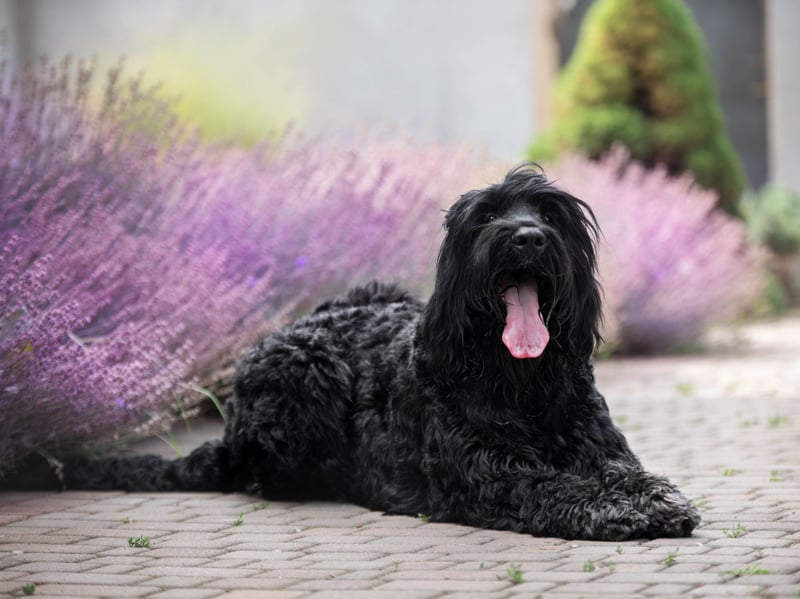 Also known as the Chornyi Terrier, the Black Russian Terrier was first bred in the former USSR in the late 1940s and the early 1950s. It was largely used as a military dog and, despite the name, is not a true terrier. Around 17 different breeds of dog were used to create it including the the Airedale, the Giant Schnauzer, the Rottweiler, the Newfoundland, and the Caucasian Shepherd Dog.