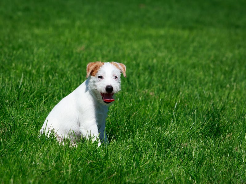The original Fox Terrier of the 18th century, the Parson Russell Terrier is named after the Reverend Jack Russell, who the Jack Russell Terrier is also named after. Most Kennel Clubs don't distinguish them as two different breeds - but the Royal Kennel Club does.