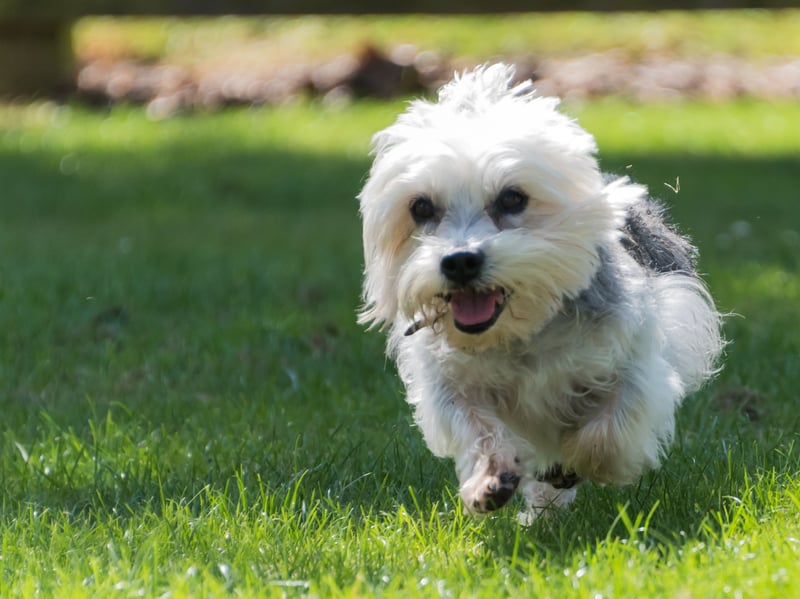 Yet another of the Scottish terriers, the Dandie Dinmont Terrier is easy to identify by their elongated body and topknot of hair on their head. The breed is named after a character in the Sir Walter Scott novel 'Guy Mannering'.