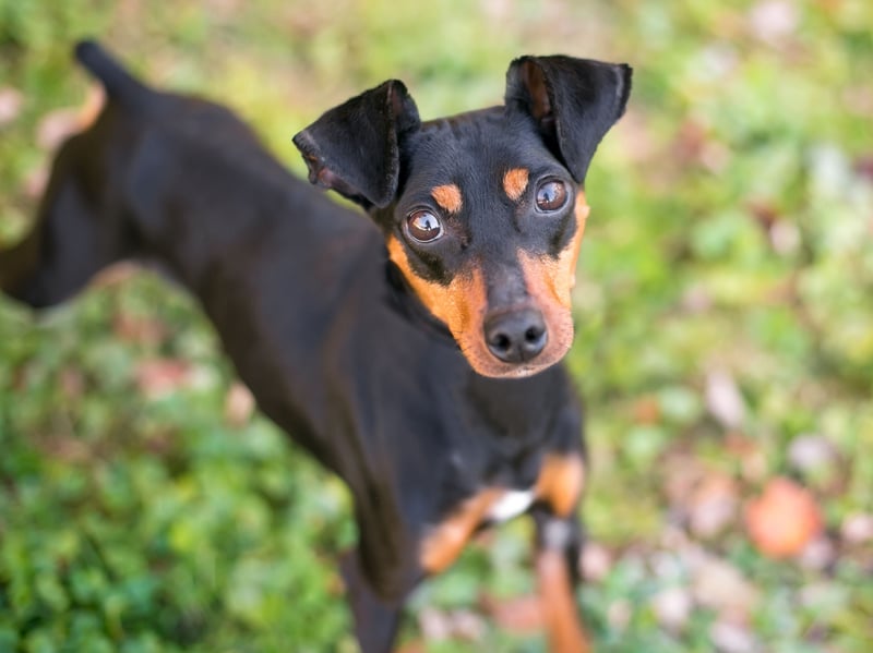 Nicknamed the 'Gentleman's Terrier' in Victoria times, the Manchester Terrier was developed from crossing the Black and Tan Terrier and the Whippet. Its talent for eradicating vermin made it highly prized in 19th-century rat-infested Manchester.