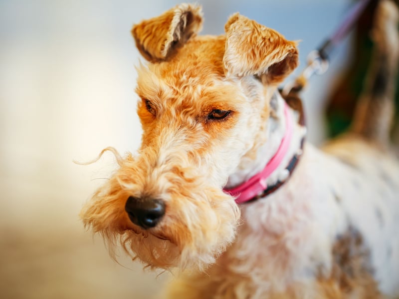 Despite the similar names, it's thought that the Wire Fox Terrier does not have a shared ancestry with the Smooth Fox Terrier. Used to chase foxes down burrows, they became popular in England after one starred in 'The Thin Man' feature films. Comic book character Tintin's dog is also a Wire Fox Terrier.