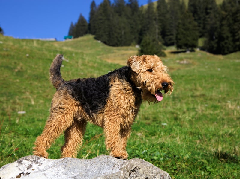 Originally used in its native Wales to hunt foxes, rodents and badgers, the Welsh Terrier is another terrier breed at risk of extinction, with as few as 300 puppies being born in a typical year. It's claimed that the Welsh Terrier is the oldest existing dog breed in the UK.