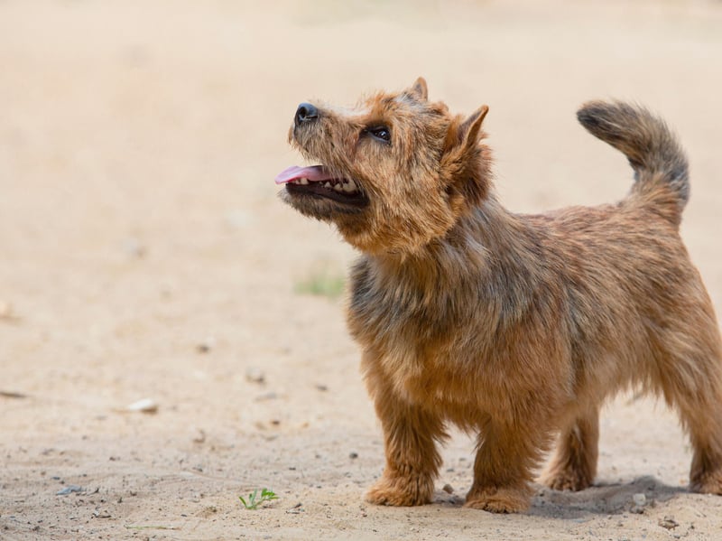 Along with its close cousin the Norfolk Terrier, the Norwich Terrier is the smallest of the hunting terrier breeds. They are easily distinguished from the Norfolk by their upright ears - compared to the drop ears of the Norfolk.