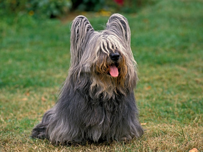 Scotland's most famous dog, the loyal Greyfriars Bobby who kept vigil at his master's grave, was a Skye Terrier. As the name would suggest, these wee dogs were first bred on the Isle of Skye, their popularity exploding after becoming associated with Queen Victoria. They are now sadly at risk of extinction in Scotland.