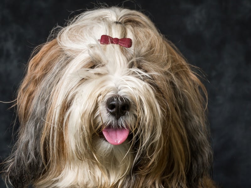 Another terrier not regarded as a 'true' terrier - lacking the shared bloodline required - the Tibetan Terrier is named after the country in which it was first bred and regarded as good luck charms, mascots, watchdogs, herding dogs, and companions. The first Tibetan Terrier only arrived in the UK in the 1920s.