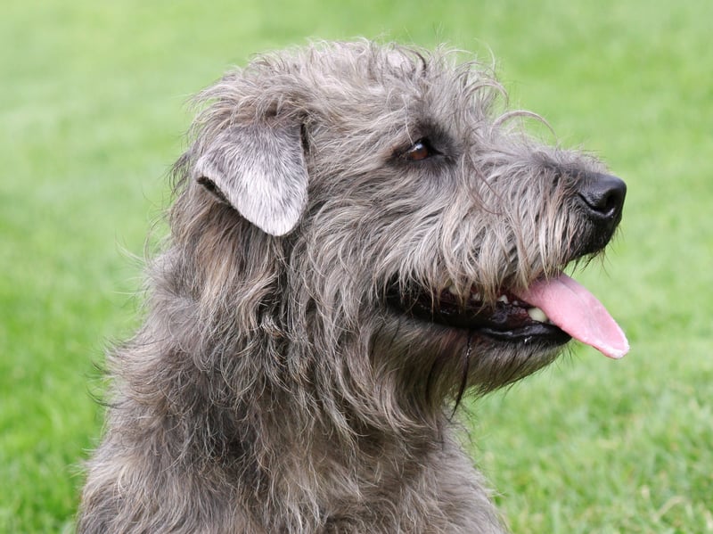 Named after the Glen of Imaal in Ireland's County Wicklow where they were first bred, the Glen of Imaal Terrier almost died out before being revived in the early twentieth century by Irish breeders. Legend has it that these dogs were used to to turn meat over fires for cooking.