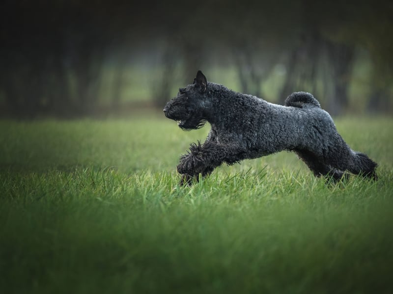 Also known as the Irish Blue Terrier, the Kerry Blue Terrier is named after the part of Ireland in which it was first used to control vermin and herd animals. A Kerry Blue won Best in Show at Crufts for the first time in 2000.
