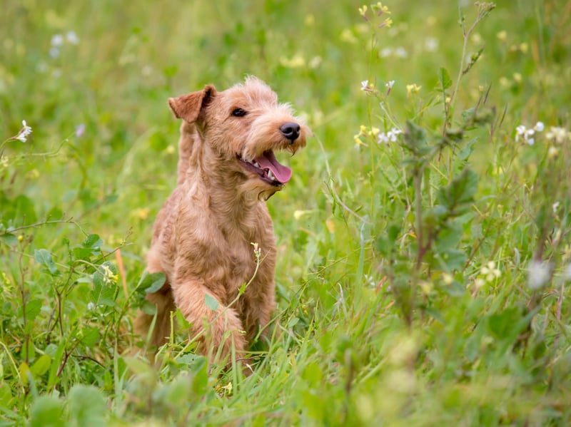 Named after the Lake District, in England, where it originated, the Lakeland Terrier is currently at risk of extinction due to low breeding numbers. Also known as the Fell Terrier or Patterdale Terrier, they date back to the 18th century.