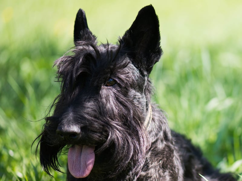 Affectionately known as the Scottie Dog, the Scottish Terrier is another of the breeds of Terrier that come from the Highlands. They were originally used to hunt vermin on farms and crofts.