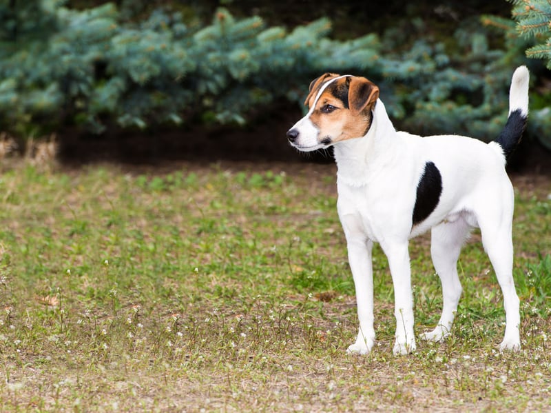 A distict breed in England since at least the 18th century, the Smooth Fox Terrier has proved particularly popular as a show dog over the years. They were originally bred to hunt foxes - hence the name.