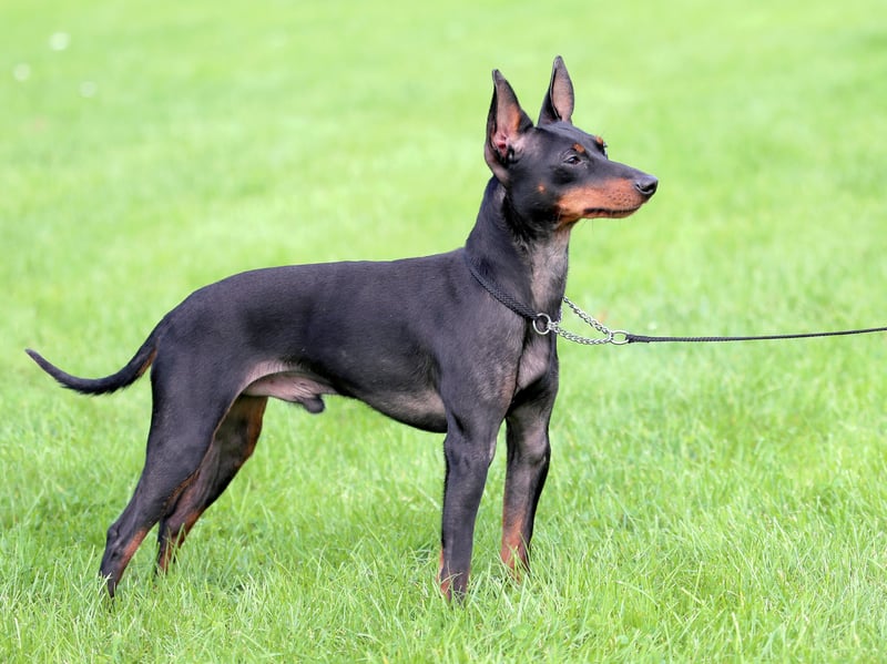 Created in 19th century England by crossing the Old English Black and Tan Terrier and Manchester Terrier, the English Toy Terrier was bred for bloodsports. They were used by Victorians in the 'rat pit' where bets were taken on how many rats a dog would kill. 